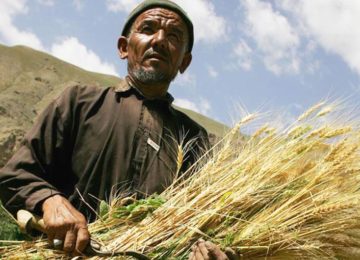 ©FAO/Giulio Napolitano Some 1.3 million people benefit from timely FAO assistance to winter wheat cultivation, which is expected to grow enough staple food for a year for 1.7 million vulnerable Afghans.