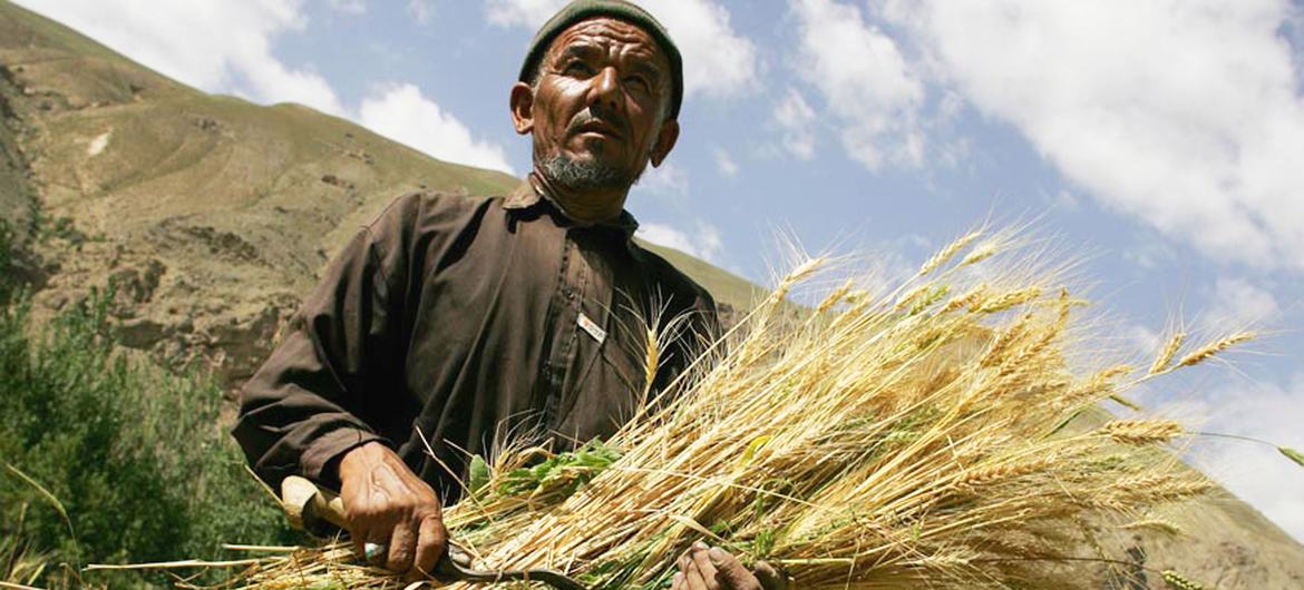 ©FAO/Giulio Napolitano Some 1.3 million people benefit from timely FAO assistance to winter wheat cultivation, which is expected to grow enough staple food for a year for 1.7 million vulnerable Afghans.